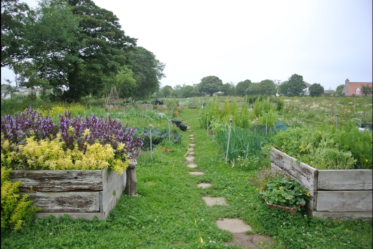 Allotment (1)