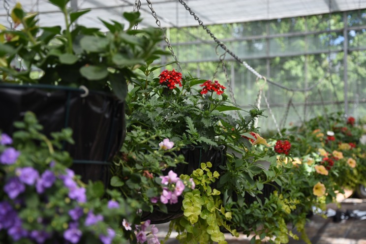 Greenhouse