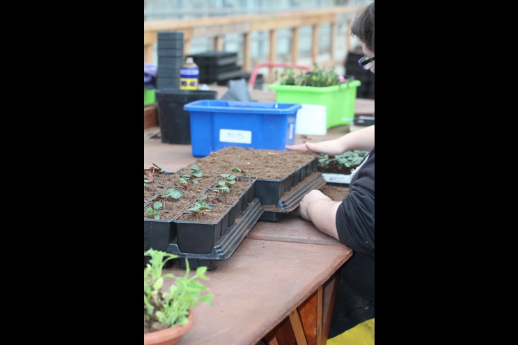 Greenhouse1