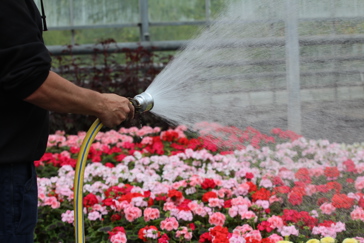 Greenhouse Image